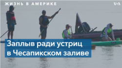 320 км на падлборде: заплыв через Чесапикский залив стартовал на восточном побережье